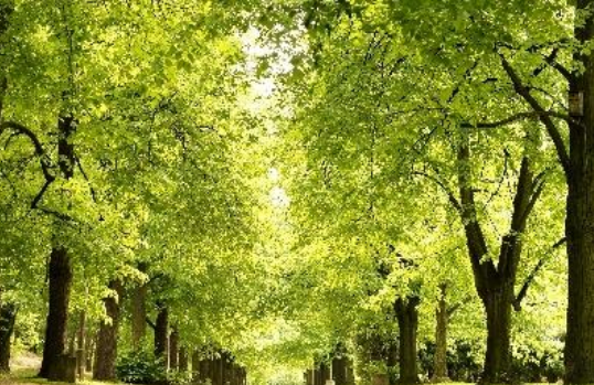 Alleeweg mit grünen Bäumen als Sinnbild für das Element Erde